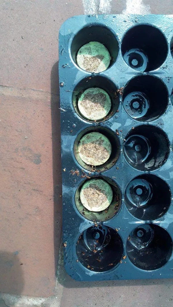 Brown_Coir_Seedling_Coins_Cocopeat_Disc_50_Mm_Plant_Starter_Plugs_60_Pcs