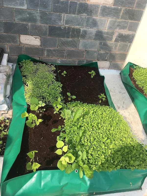 Dark_Green_6X4X1_Inches_Hope_Rectangular_Grow_Bags_For_Terrace_Gardening_Heavy_Fabric1_Piece_Outdoor_Use