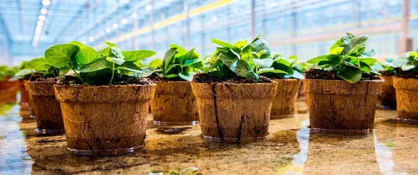 Coir_Ecofriendly_Seed_Germination_Cup_Pots_For_Seedling_Standard_10_Pieces
