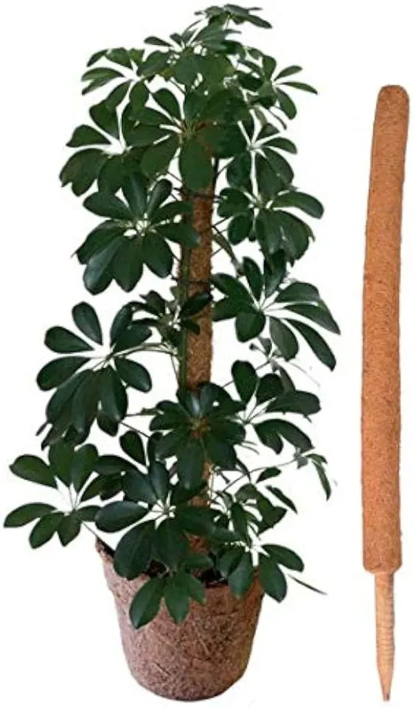 Brown_Coco_Pole_Coir_Moss_Stick_Plant_Creepers_Support_3_Feet_4_Pieces_Indoor_And_Outdoor_Uses