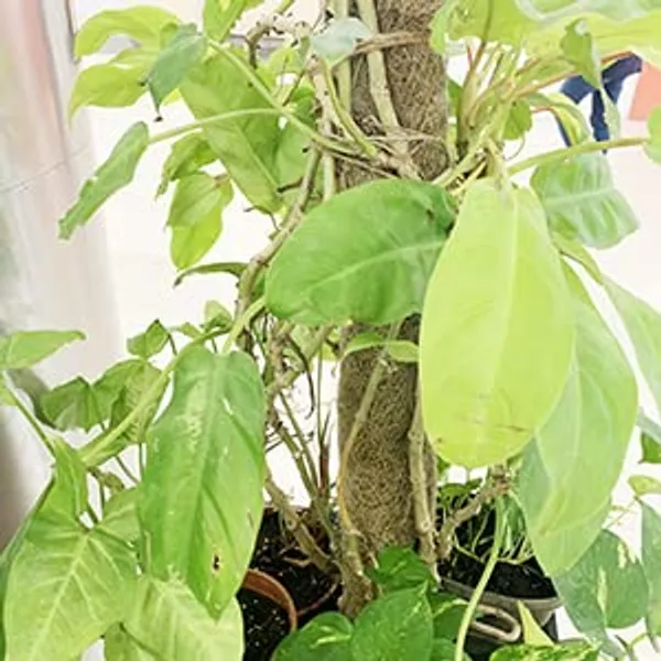 Brown_Coco_Pole_Coir_Moss_Stick_Plant_Creepers_Support_3_Feet_4_Pieces_Indoor_And_Outdoor_Uses