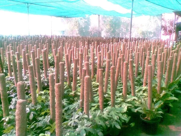 Brown_Coco_Pole_Coir_Moss_Stick_Plant_Creepers_Support_3_Feet_4_Pieces_Indoor_And_Outdoor_Uses
