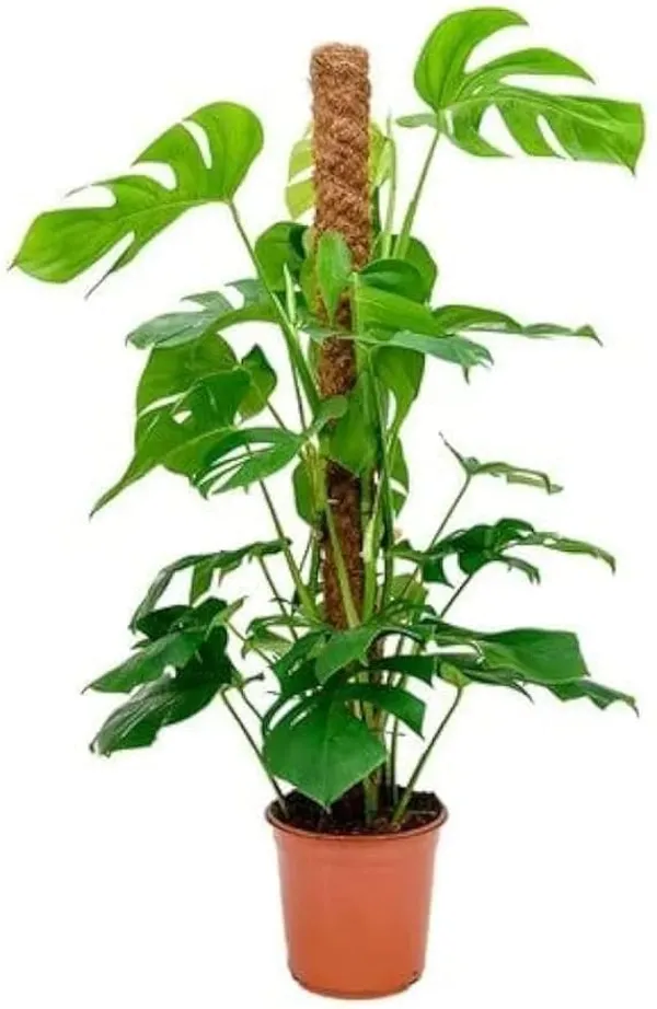 Brown_Coco_Pole_Coir_Moss_Stick_Plant_Creepers_Support_5_Feet_4_Pieces_Indoor_And_Outdoor_Uses