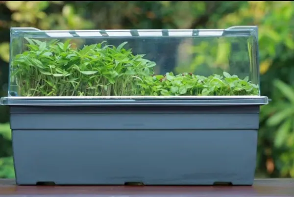 Micro_Sprouting_Kit_With_Lid_1_Pc