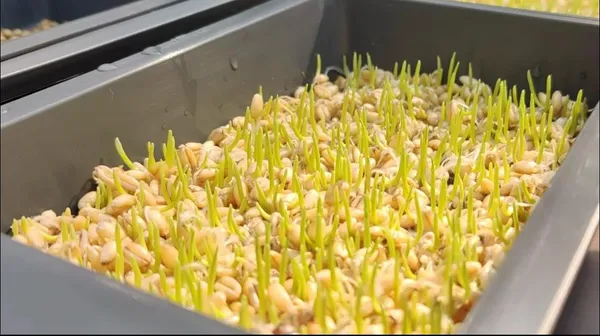 Micro_Sprouting_Kit_With_Lid_1_Pc