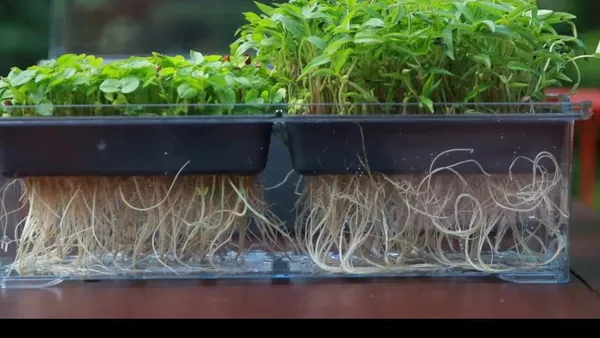 Micro_Sprouting_Kit_With_Lid_1_Pc