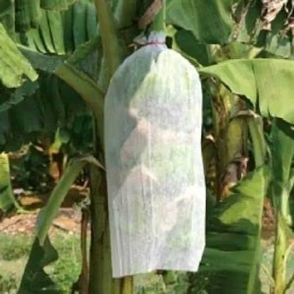 White_Agro_Banana_Cover_Pu_31.5_X_40_Inches_17_Gsm_Without_Thread_Premium_Outdoor_Plant_Protection_100M