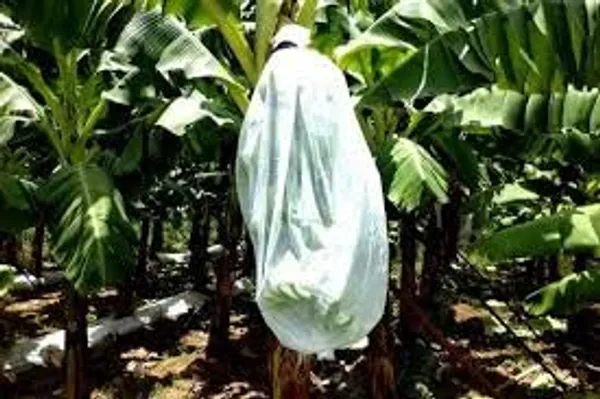 White_Agro_Banana_Cover_Pu_31.5_X_40_Inches_17_Gsm_Without_Thread_Premium_Outdoor_Plant_Protection_100M