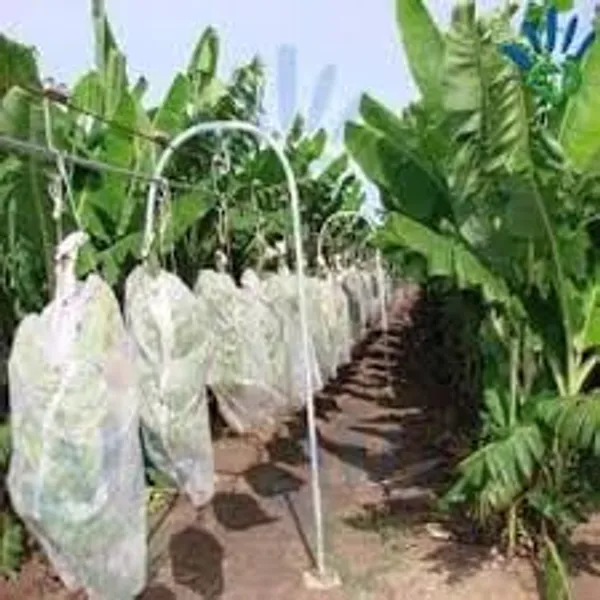 White_Agro_Banana_Cover_Pu_31.5_X_40_Inches_17_Gsm_Without_Thread_Premium_Outdoor_Plant_Protection_100M