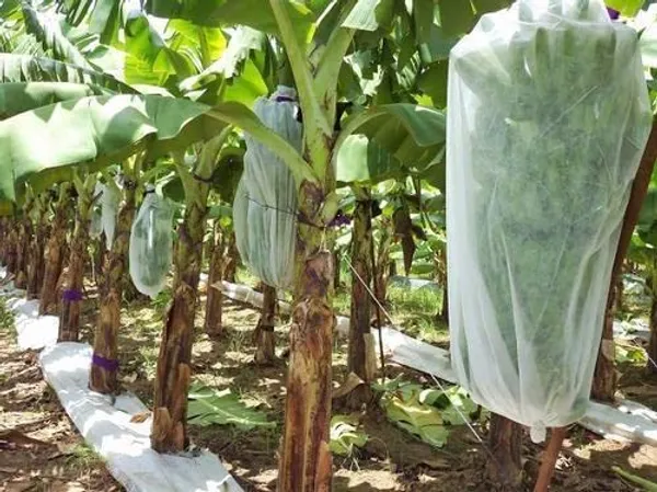 White_Agro_Banana_Cover_Pu_31.5_X_40_Inches_17_Gsm_Without_Thread_Premium_Outdoor_Plant_Protection_100M