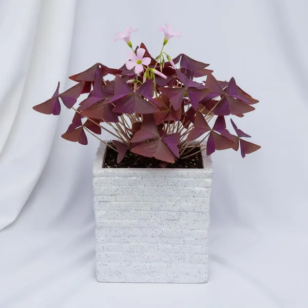 White_Coral_Planter_Roto_Mould_Decorative_Speckled_Square_Planter_Text_Garden_Pot_With_Ridged_Design_Indoor_Outdoor_Container_10.5_Inch