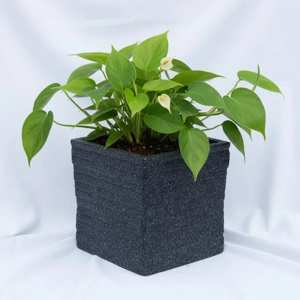 Black_Coral_Planter_Roto_Mould_Decorative_Speckled_Square_Planter_Text_Garden_Pot_With_Ridged_Design_Indoor_Outdoor_Container_10.5_Inch