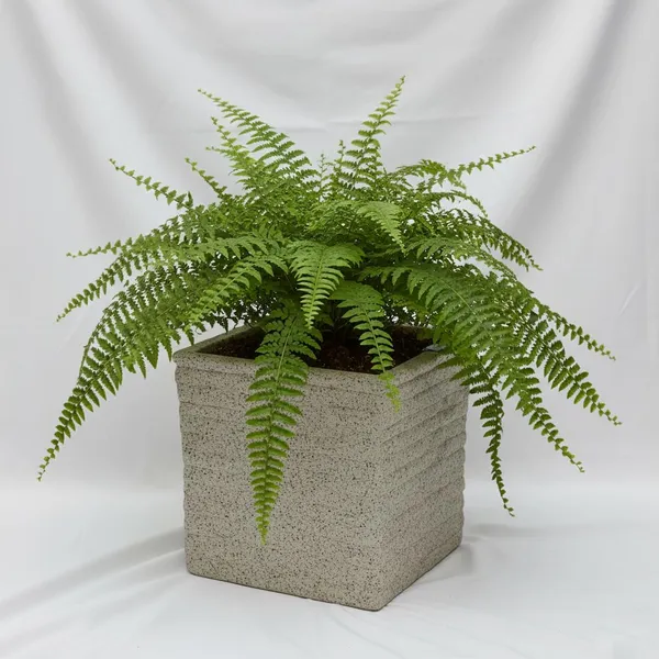 Multicolour_Coral_Planter_Roto_Mould_Decorative_Speckled_Square_Planter_Text_Garden_Pot_With_Ridged_Design_Indoor_Outdoor_Container_Stone_10.5_Inch