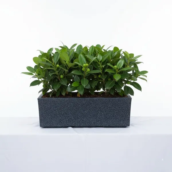 Black_France_Pot_Roto_Mould_Modern_Rectangular_Planter_Speckled_Indoor_Outdoor_Garden_Container_Decorative_Flower_Pot_30_Inch
