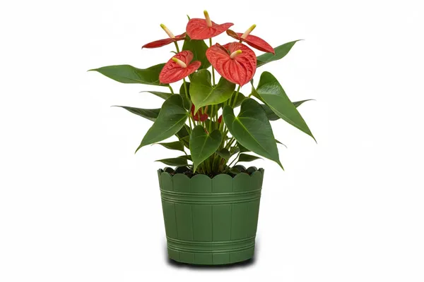 Green_Plastic_Loto_Pot_Decorative_Plastic_Flower_Pot_With_Scalloped_Edge_Design_Round_Planter_For_Indoor_And_Outdoor_Garden_Use_Pack_Of_2_10_Inch