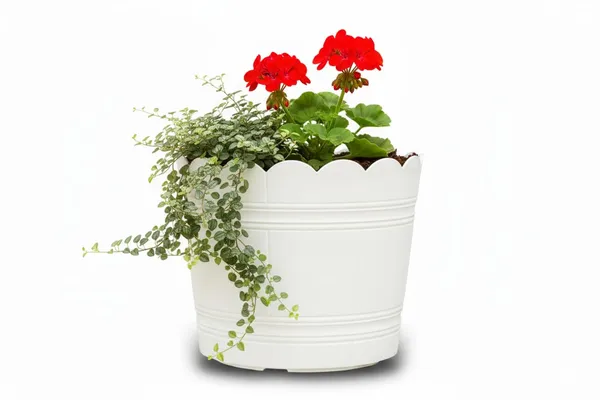 White_Plastic_Loto_Pot_Decorative_Plastic_Flower_Pot_With_Scalloped_Edge_Design_Round_Planter_For_Indoor_And_Outdoor_Garden_Use_Pack_Of_2_10_Inch