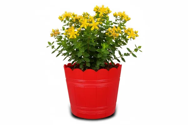 Red_Plastic_Loto_Pot_Decorative_Plastic_Flower_Pot_With_Scalloped_Edge_Design_Round_Planter_For_Indoor_And_Outdoor_Garden_Use_Pack_Of_2_10_Inch