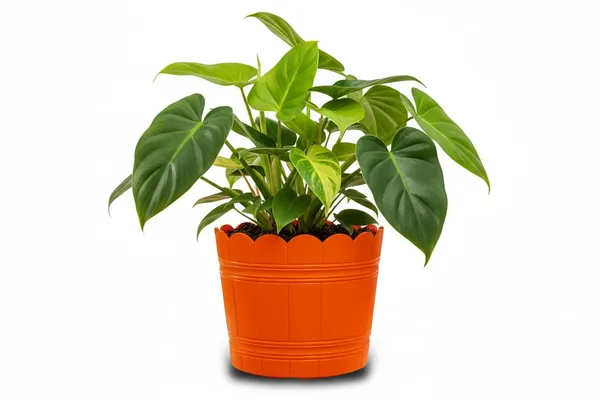 Orange_Plastic_Loto_Pot_Decorative_Plastic_Flower_Pot_With_Scalloped_Edge_Design_Round_Planter_For_Indoor_And_Outdoor_Garden_Use_Pack_Of_2_10_Inch