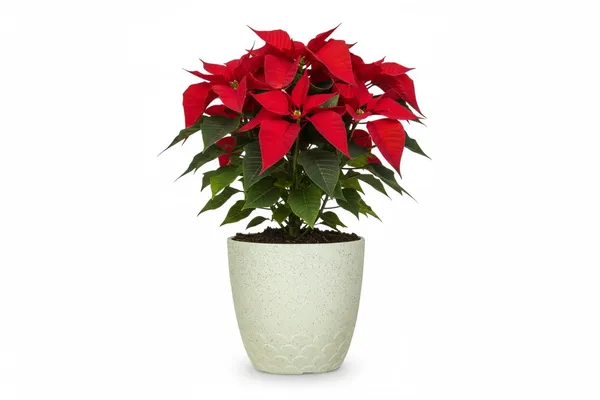 White_Flora_Pot_Decorative_Plastic_Planter_Pot_With_Scalloped_Pattern_Indoor_Outdoor_Garden_Container_Pack_Of_2_10_Inch