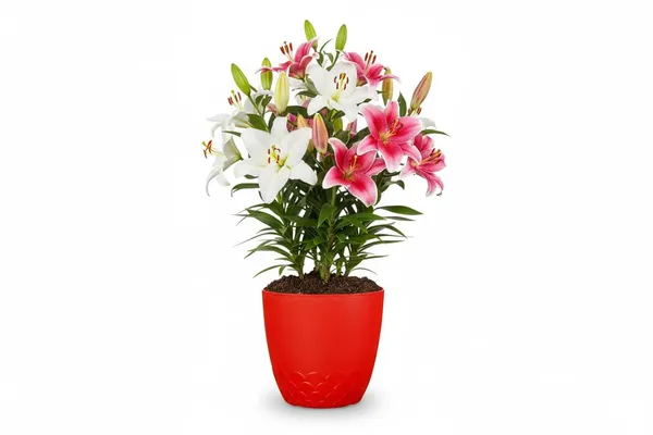 Red_Flora_Pot_Decorative_Plastic_Planter_Pot_With_Scalloped_Pattern_Indoor_Outdoor_Garden_Container_Pack_Of_2_10_Inch