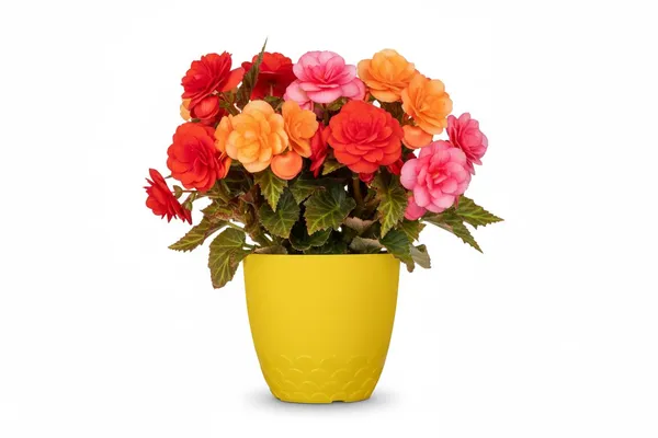Yellow_Flora_Pot_Decorative_Plastic_Planter_Pot_With_Scalloped_Pattern_Indoor_Outdoor_Garden_Container_Pack_Of_2_10_Inch