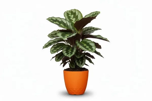Orange_Flora_Pot_Decorative_Plastic_Planter_Pot_With_Scalloped_Pattern_Indoor_Outdoor_Garden_Container_Pack_Of_2_10_Inch