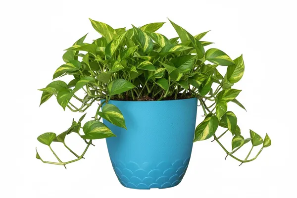 Sky_Blue_Flora_Pot_Decorative_Plastic_Planter_Pot_With_Scalloped_Pattern_Indoor_Outdoor_Garden_Container_Pack_Of_2_Sky_10_Inch