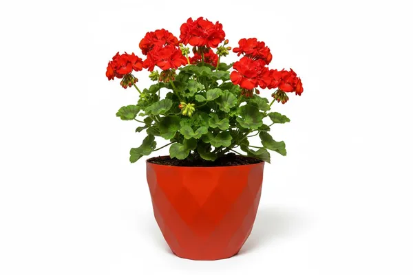 Red_Sapphire_Pot_Modern_Geometric_Decorative_Planter_Pot_Diamond_Pattern_Design_Plastic_Indoor_Outdoor_Plant_Container_Pack_Of_2_13_Inch
