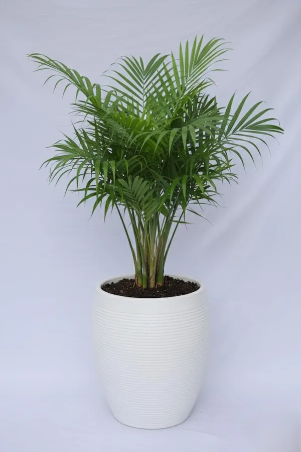 White_Vetro_Vase_Roto_Mould_Decorative_Plastic_Planter_Pots_Ribbed_Design_Round_Indoor_Outdoor_Garden_Use_Pack_Of_1_25_Inch