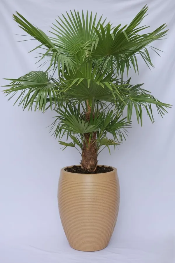 Beige_Vetro_Vase_Roto_Mould_Decorative_Plastic_Planter_Pots_Ribbed_Design_Round_Indoor_Outdoor_Garden_Use_Pack_Of_1_Biege_25_Inch