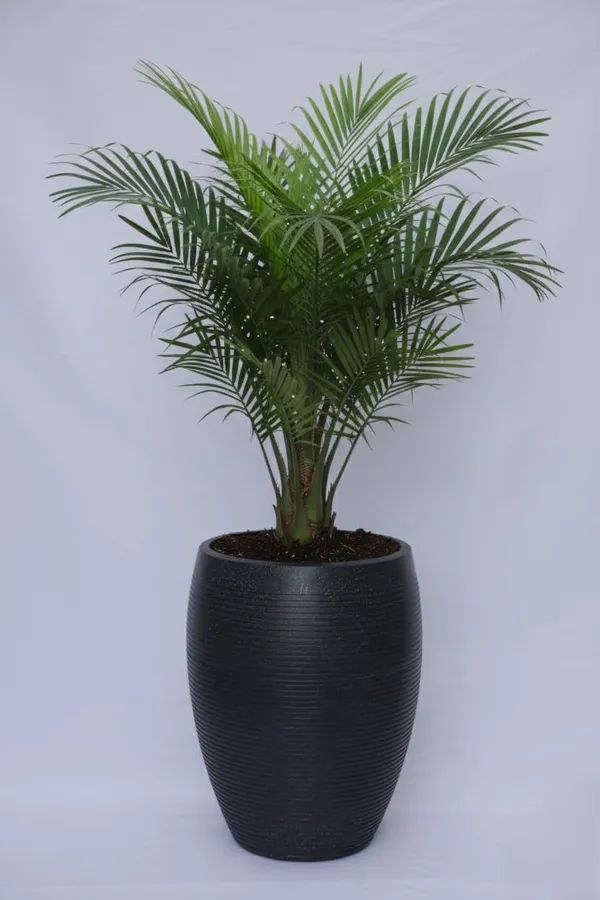 Black_Vetro_Vase_Roto_Mould_Decorative_Plastic_Planter_Pots_Ribbed_Design_Round_Indoor_Outdoor_Garden_Use_Pack_Of_1_25_Inch
