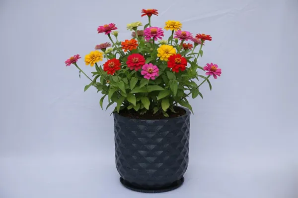 Black_Grandeur_Roto_Mould_Decorative_Planter_Pot_With_Diamond_Pattern_Garden_Container_Indoor_Outdoor_Pack_Of_1_16_Inch