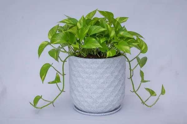 White_Grandeur_Roto_Mould_Decorative_Planter_Pot_With_Diamond_Pattern_Garden_Container_Indoor_Outdoor_Pack_Of_1_16_Inch
