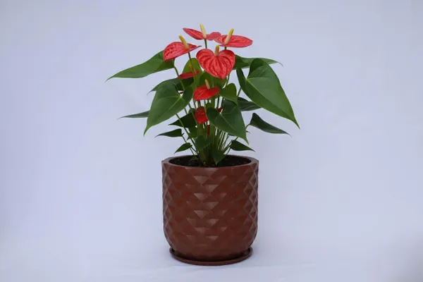 Antique_Bronze_Grandeur_Roto_Mould_Decorative_Planter_Pot_With_Diamond_Pattern_Garden_Container_Indoor_Outdoor_Pack_Of_1_Antique_Bronze_16_Inch