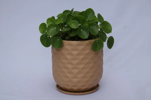 Multicolour_Grandeur_Roto_Mould_Decorative_Planter_Pot_With_Diamond_Pattern_Garden_Container_Indoor_Outdoor_Pack_Of_1_Biege_16_Inch