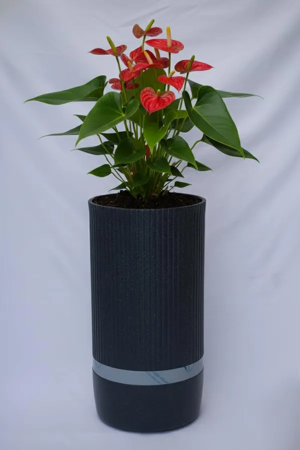 Black_Aura_Roto_Mould_Planter_Pots_Durable_Plastic_Round_Indoor_Outdoor_Garden_Use_15_Inch