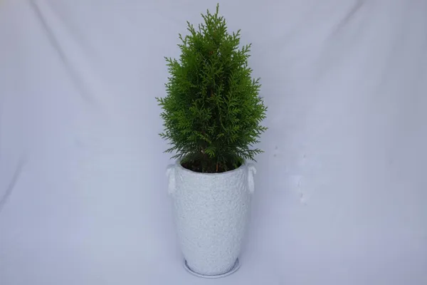White_Prachin_Stambh_Rotomolded_Garden_Planter_Pot_Text_Finish_Outdoor_Indoor_Use_24_Inch