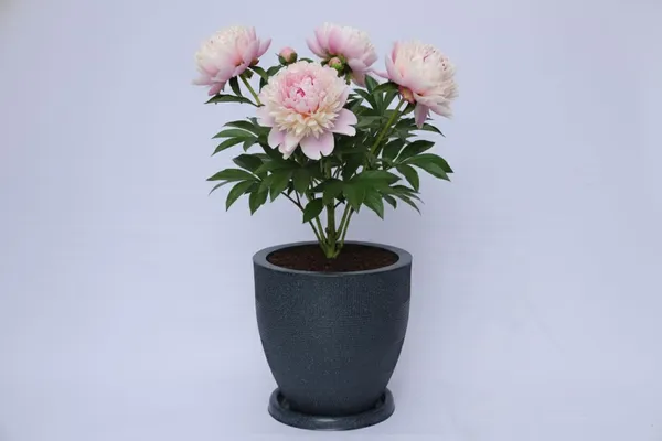 Black_Linear_Planters_Modern_Decorative_Garden_Planter_Pot_With_Saucer_Text_Design_15_Inch