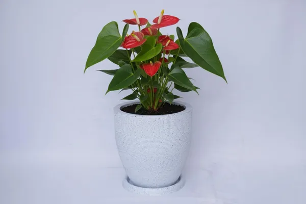 White_Linear_Planters_Modern_Decorative_Garden_Planter_Pot_With_Saucer_Text_Design_15_Inch