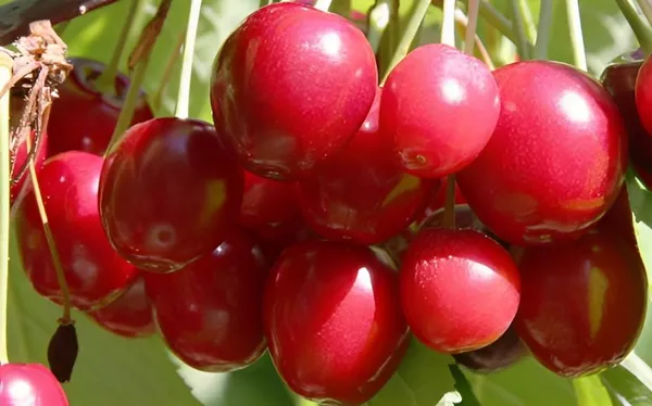 Apple_Sylvia_Cherry_original_Fruit_Grafted_Plant_(1.5-3_Feet_Height)