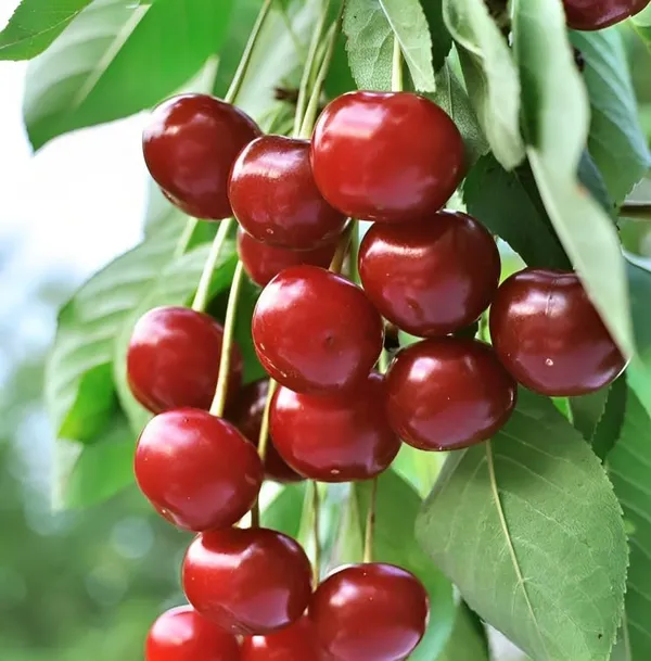 Apple_Sylvia_Cherry_original_Fruit_Grafted_Plant_(1.5-3_Feet_Height)