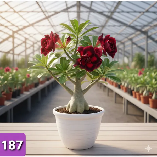 Grafted_Adenium_Plant_|_Without_Pots