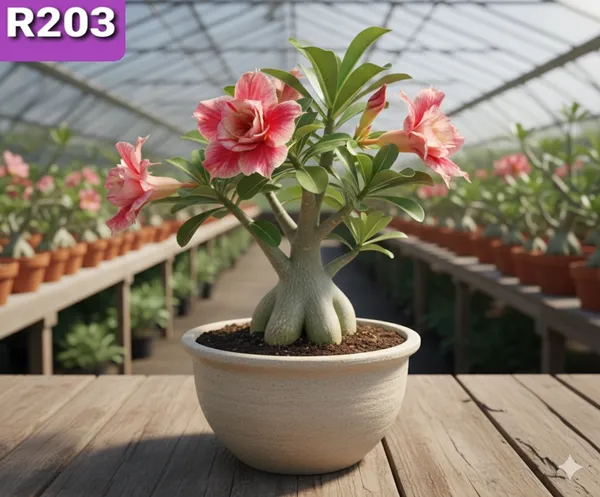 Grafted_Adenium_Plant_|_Without_Pots