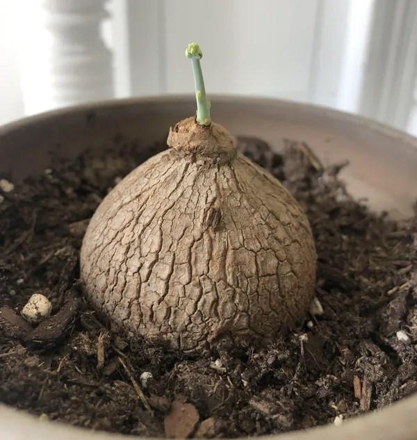 Stephania_Erecta_Bulb_Plant__|_With_Pot