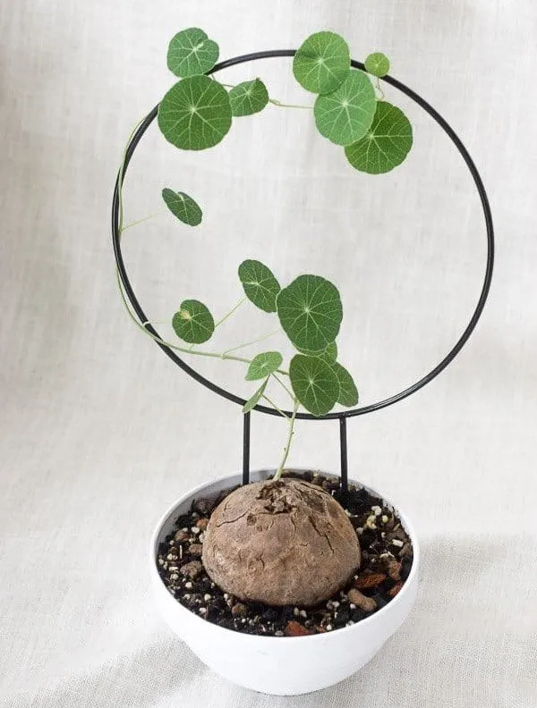 Stephania_Erecta_Bulb_Plant__|_With_Pot