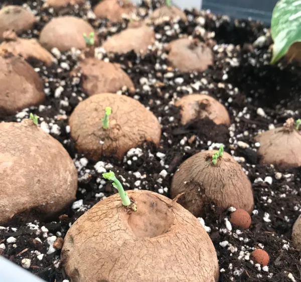 Stephania_Erecta_Bulb_Plant__|_With_Pot