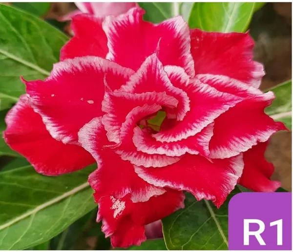 Grafted_Adenium_Plant_Cr1_Without_Pots
