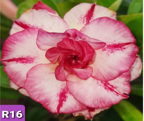 Grafted_Adenium_Plant_|_Without_Pots