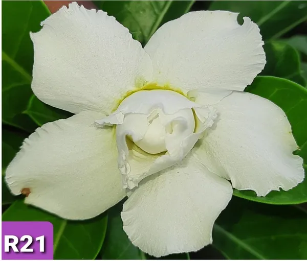 Grafted_Adenium_Plant_Cr21_Without_Pots