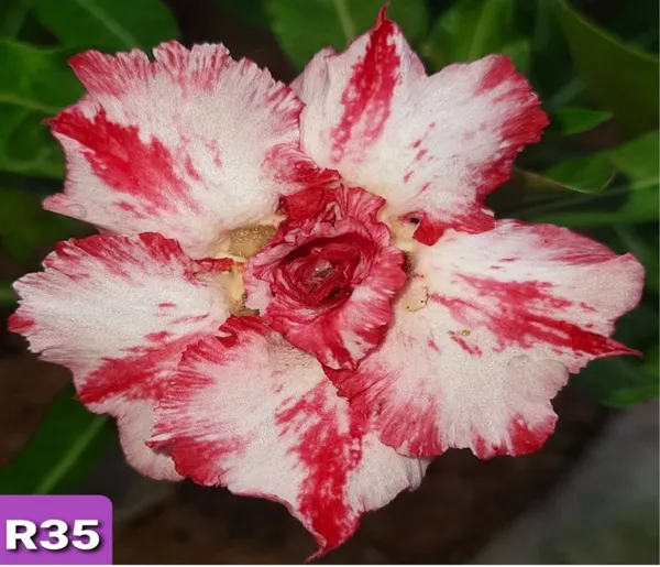 Grafted_Adenium_Plant_|_Without_Pots